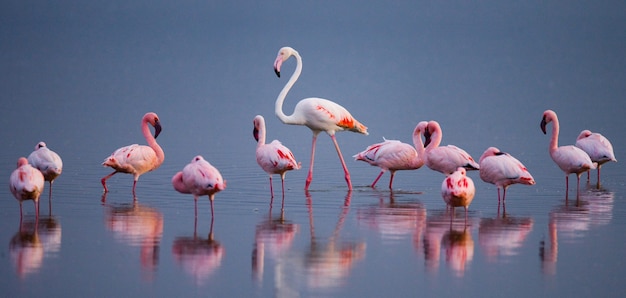 Flamencos en el lago con reflejo