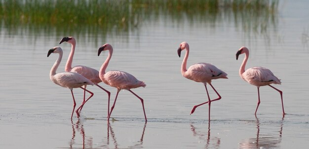 Flamencos en el lago con reflejo