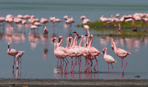 Flamencos en el lago con reflejo