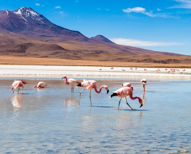 Flamencos en la laguna de Colorado