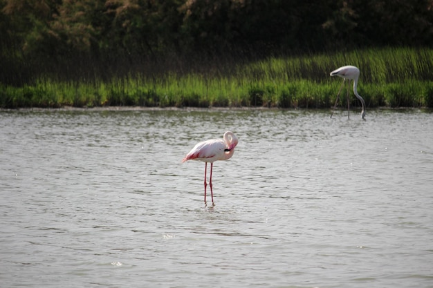 Flamencos en la Laguna de Fuente de Piedra en la provincia de Málaga España