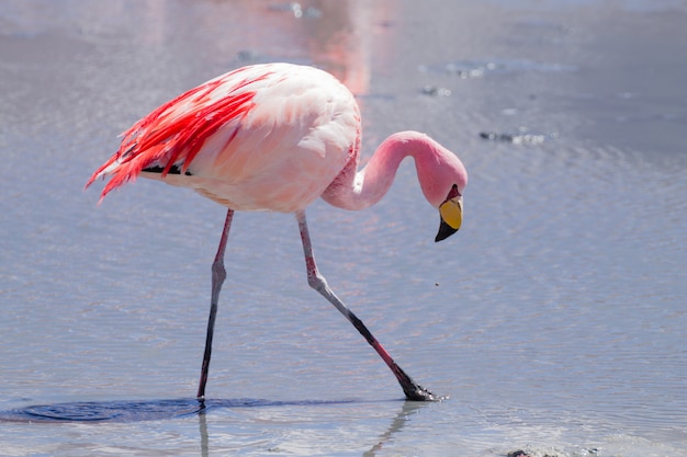 Flamencos Laguna Hedionda, Bolivia