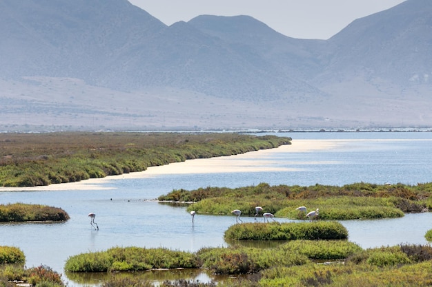 Flamencos en las lagunas de las salinas de Almería España