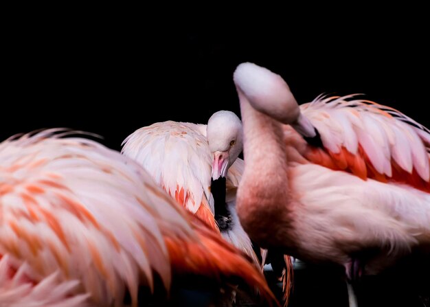 Foto los flamencos se limpian las plumas contra un fondo negro