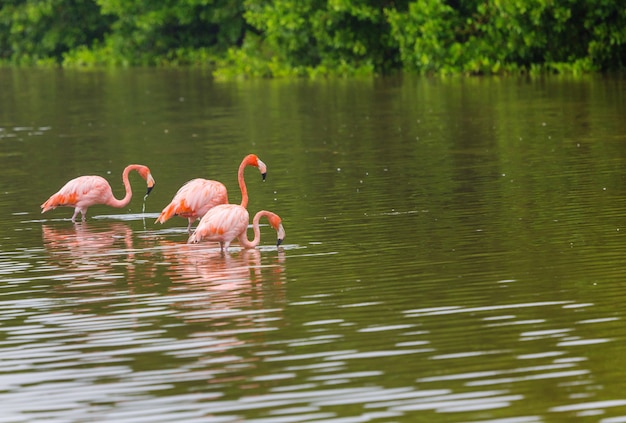 Flamencos mexicanos vadean en laguna