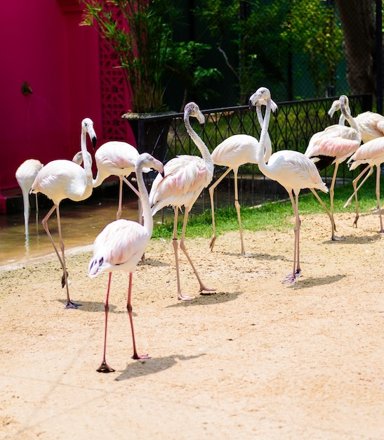 Flamencos o flamencos son un tipo de ave zancuda en el género Phoenicopterus, el único género en el