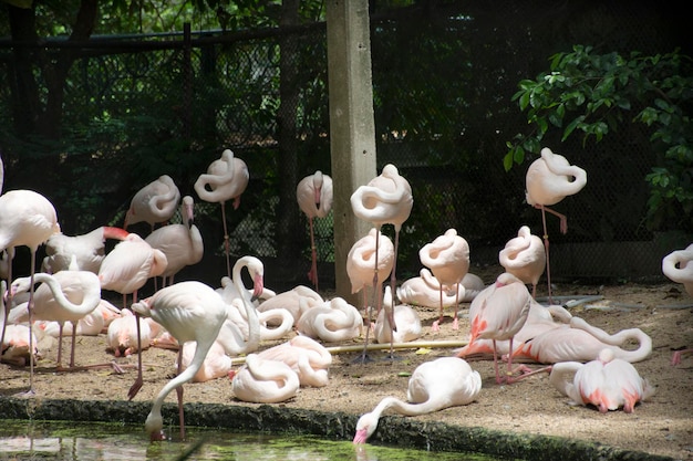 Flamencos o pájaros flamencos enjaulados en un parque público en Bangkok, Tailandia, para los tailandeses y los viajeros extranjeros que caminan, visitan y viajan buscando