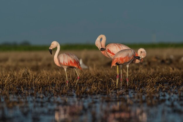 Flamencos en la Pampa Laguna Ambiente La Pampa Patagonia Argentina