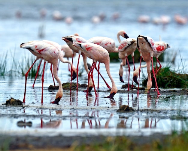 Flamencos en el Parque Nacional Lago Nakuru África