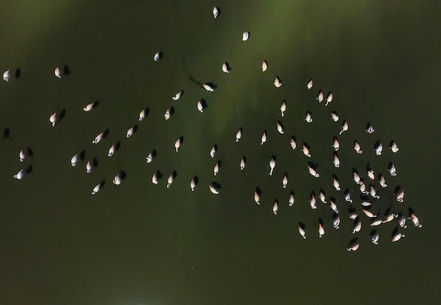 Flamencos en la Patagonia Vista aéreaArgentina