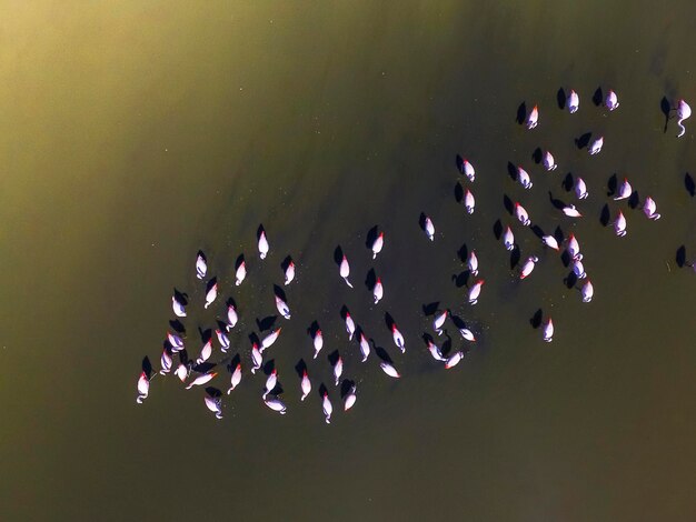 Flamencos en la Patagonia Vista aéreaArgentina