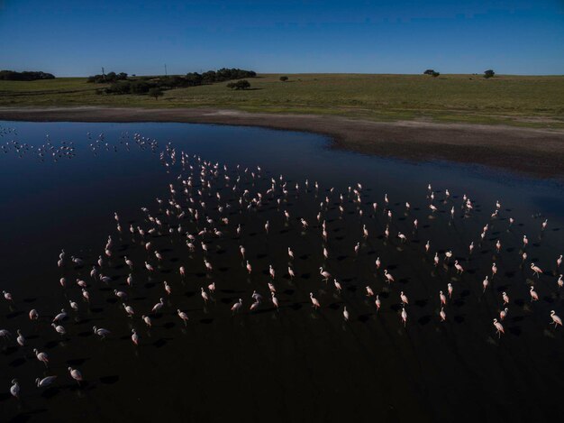 Flamencos en la Patagonia Vista aéreaArgentina