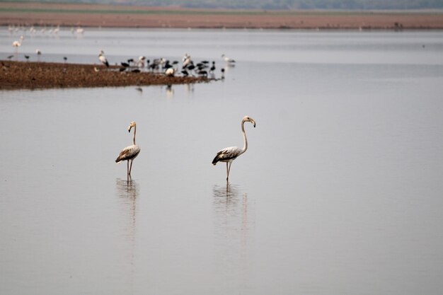 Foto flamencos en el río krishna cerca de bagalkot