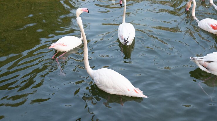 Flamencos en el rio