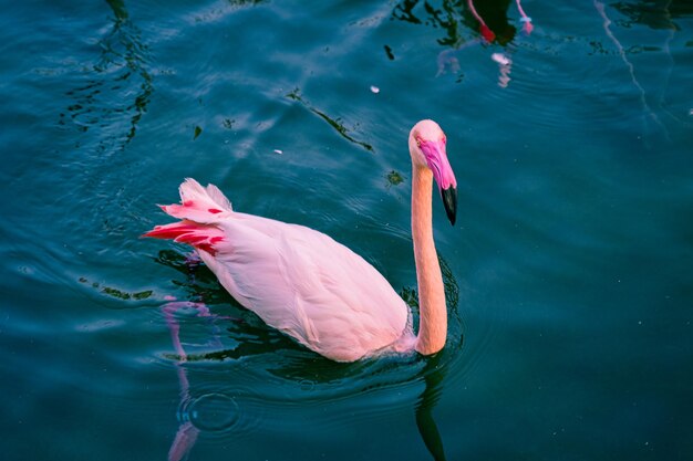 Flamencos en el rio