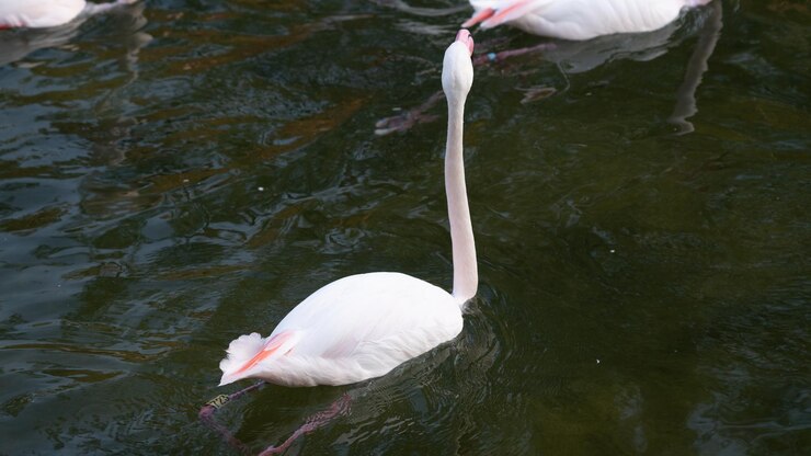 Flamencos en el rio