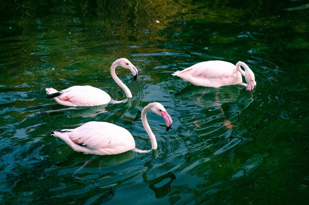 Flamencos en el rio