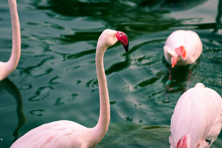 Flamencos en el rio