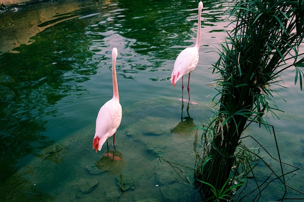 Flamencos en el rio