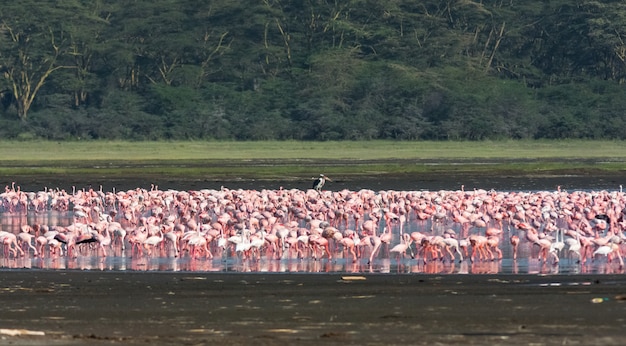 Los flamencos rosados acuden en el lago Nakuru. Kenia, África Oriental (Rev.2)