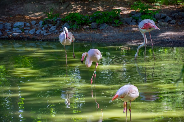 Flamencos rosados buscando su comida en un estanque