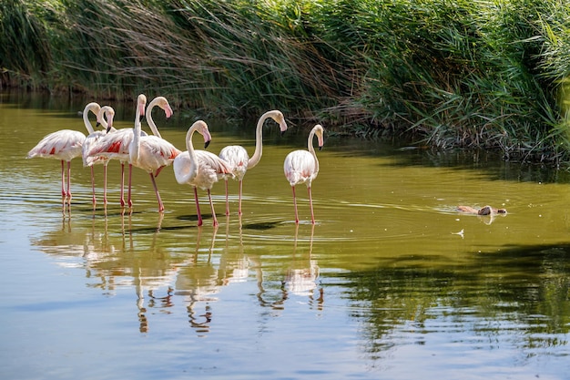 Flamencos rosados y un castor en el Parque Nacional de Camargue Provence Francia