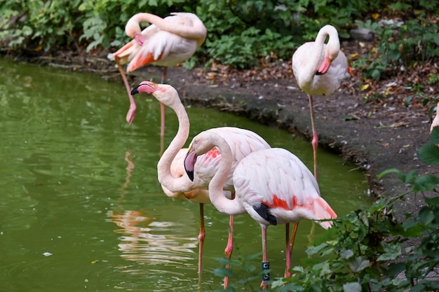 Flamencos rosados cerca del estanque