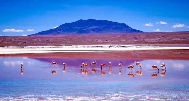 Flamencos rosados en el emocionante paisaje de la laguna en bolivia