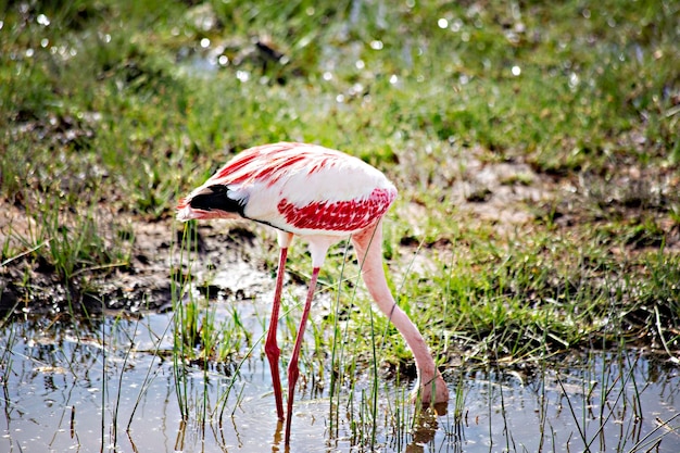 Flamencos rosados en el lago Amboseli Kenia