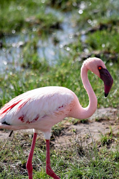 Flamencos rosados en el lago Amboseli Kenia