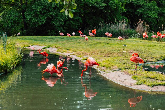 Flamencos rosados en el lago en un soleado día de verano