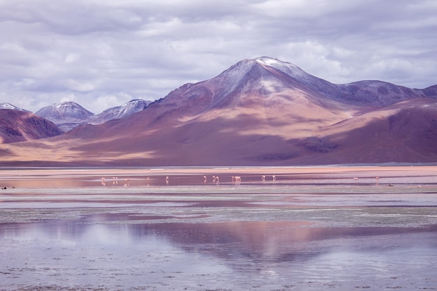 Flamencos rosados en la laguna Colorada, Bolivia, América del Sur