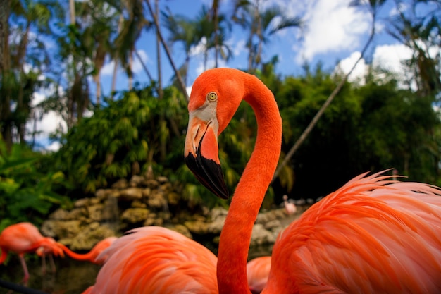 Flamencos rosados en el parque nacional.