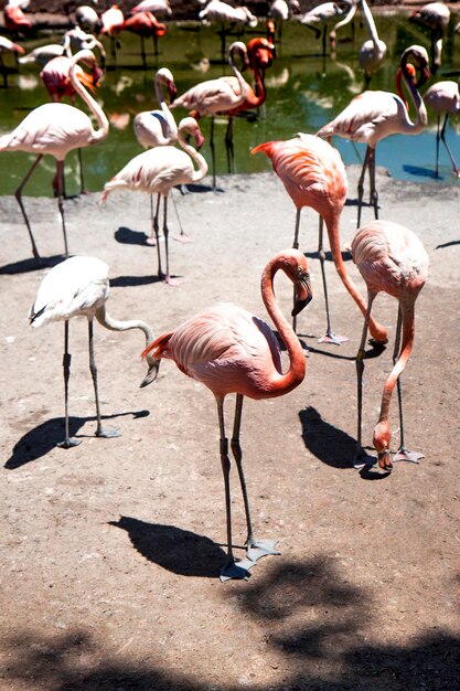 Flamencos rosados ​​en el zoológico