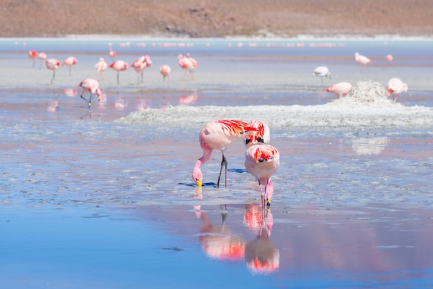 Flamencos rosados en