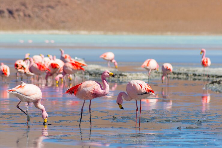 Foto flamencos rosados