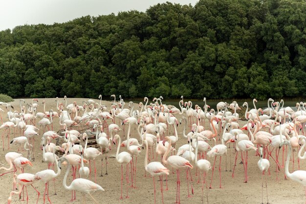 Los flamencos en el santuario de vida silvestre de Ras al Khor sitio Ramsar flamingo hide2 dubai uae