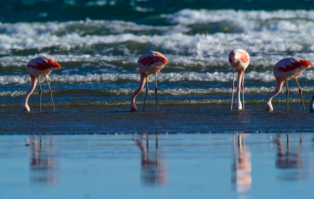 Flamencos en seascapePenínsula Valdés Patagonia Argentina