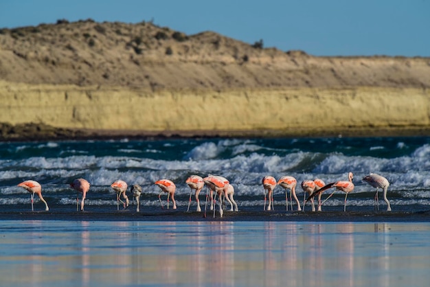 Flamencos en seascapePenínsula Valdés Patagonia Argentina