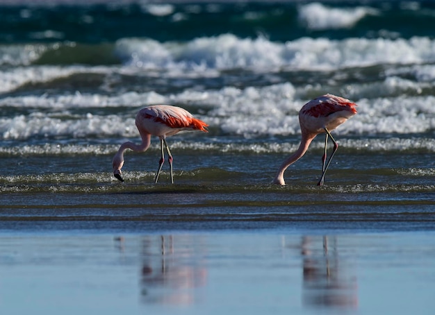 Flamencos en seascapePenínsula Valdés Patagonia Argentina