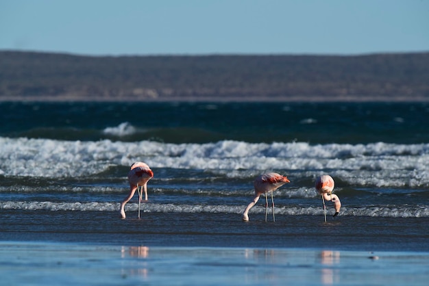 Flamencos en seascapePenínsula Valdés Patagonia Argentina