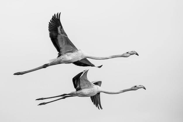 Los flamencos volando contra el cielo despejado