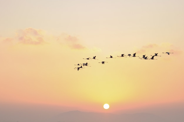 Flamencos en vuelo Aves en el cielo