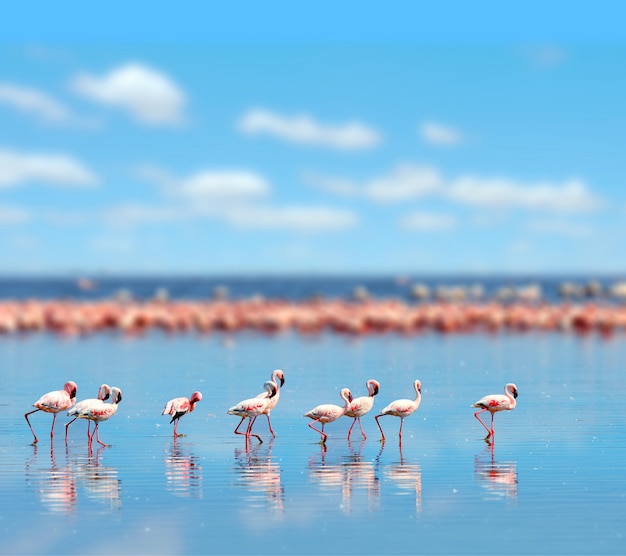 Flamencos