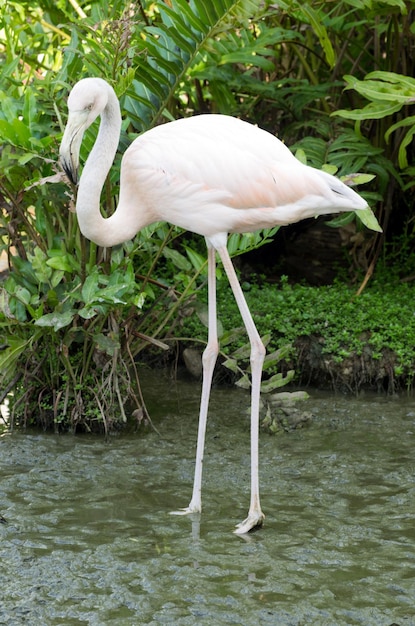 flamencos