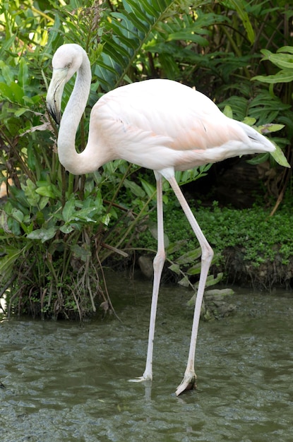 flamencos