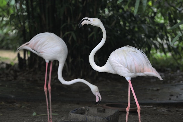 Flamengo en el zoológico