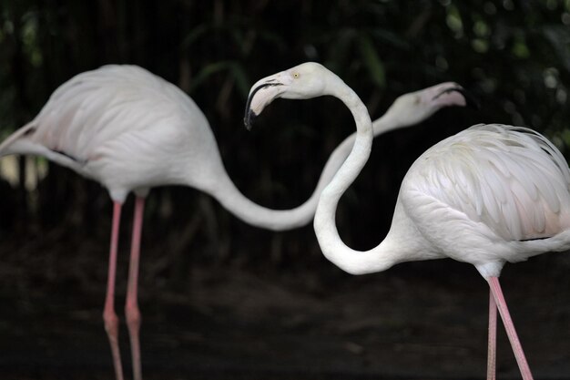 Foto flamengo en el zoológico