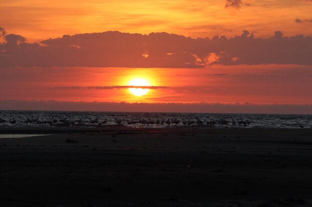 Foto flamengos el atardecer