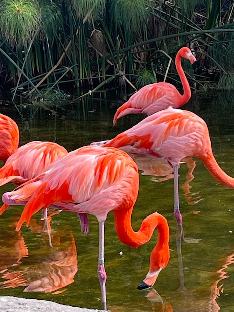 Flamengos coloridos no lago do ecoparque